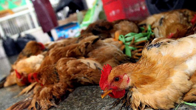 Chủng virus cúm gia cầm H7N9 đang có sự biến đổi nguy hiểm hơn, người hay ăn thịt gà cần lưu ý những gì? - Ảnh 2.