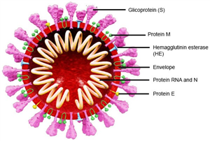Liên quan giữa hút thuốc lá & nhiễm trùng hô hấp cấp do Coronavirus (SARS-CoV-2)